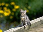 Kitten watching from the bridge