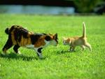 Meeting of representatives of large and small cats