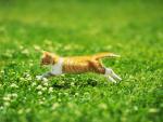 Jump of the red-haired kitty over clover