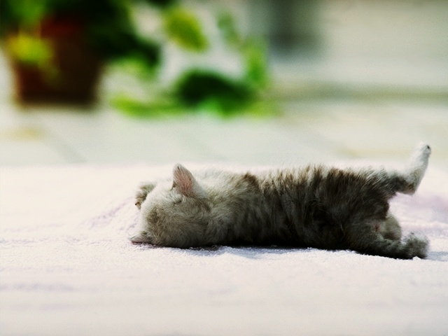 Котенок валяется на полотенце