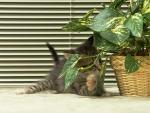 cat_0158.jpg