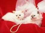 White and fluffy on a red coverlet