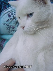 Photo of a white cat