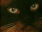 cat_face.jpg