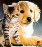 Kitten and Puppy