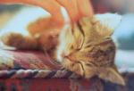cats3_03.jpg
