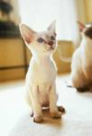 cats3_07.jpg