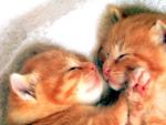 Фотография двух рыжих котят спящих нос к носу