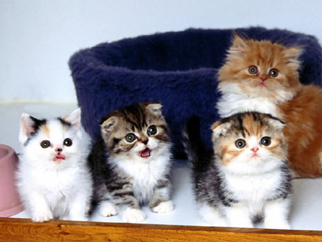 Cats_20.jpg