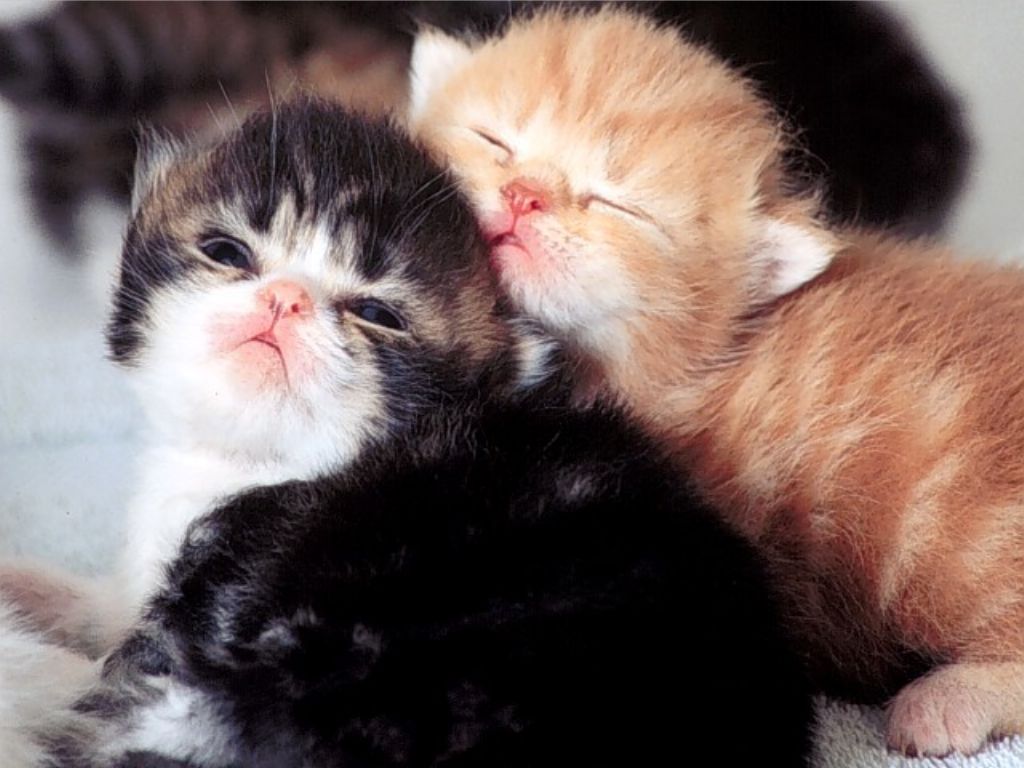 Black and red-headed cat cubs is sleeping