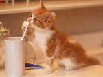 Cats_41.jpg