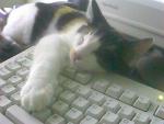 Cats_46.jpg