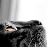 cats_eyes_01.jpg
