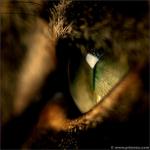 cats_eyes_02.jpg