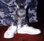 Cat in sneakers