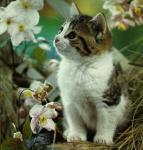 Котенок и цветы