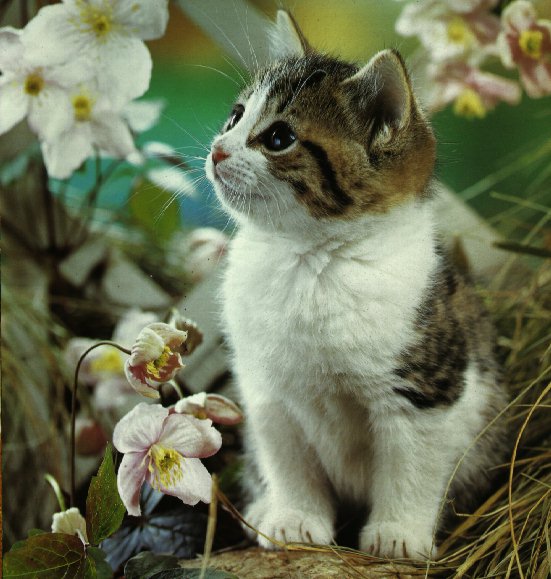 Flower_kitty.jpg