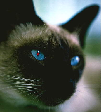 Red_eye.jpg