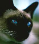 Red_eye.jpg