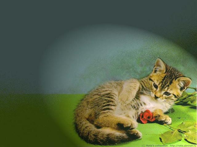 wallcat015-1.jpg