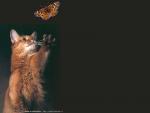 wallcat052-1.jpg