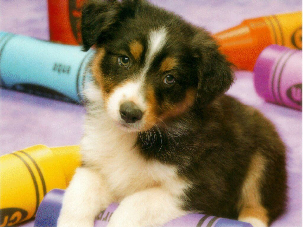 puppy pictures among wax crayons