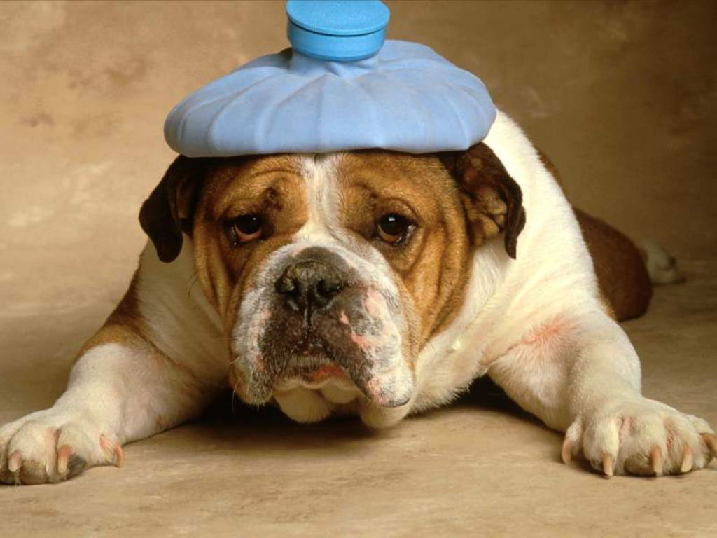 Bulldog with a compress on his head
