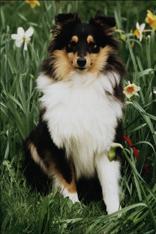 little collie