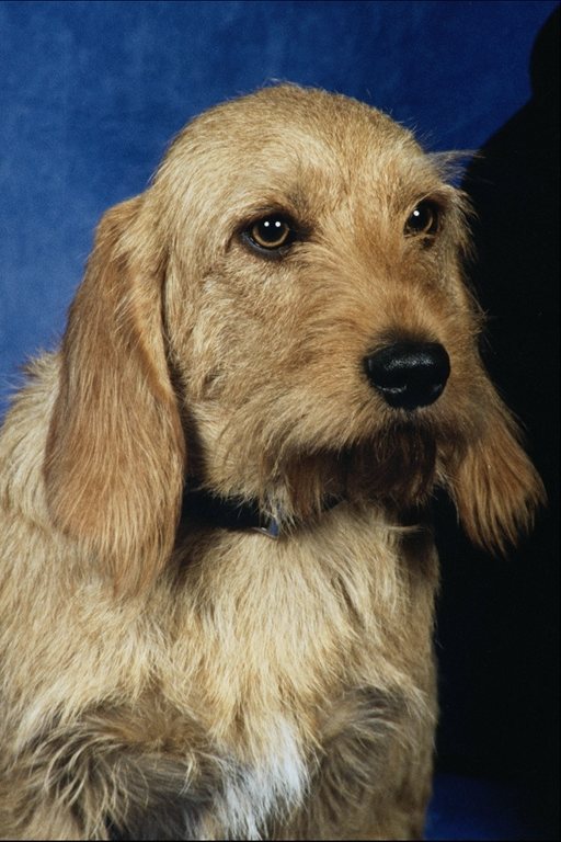 intelligent eyes a good dog