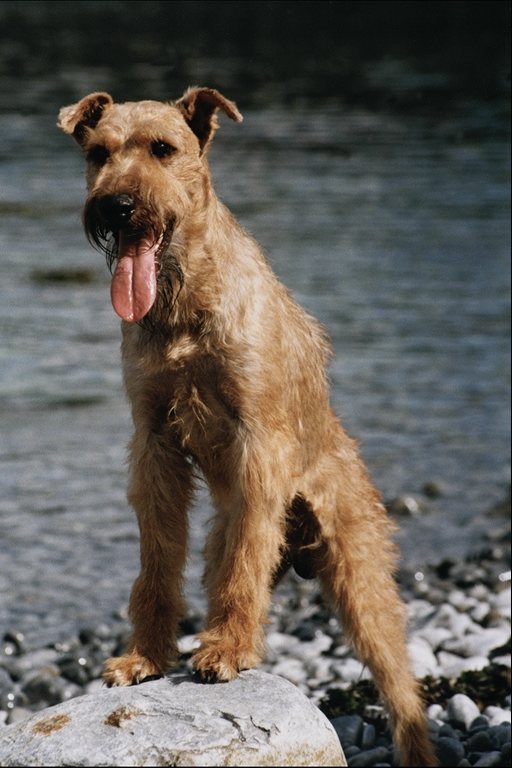 Airedale stands on a rock