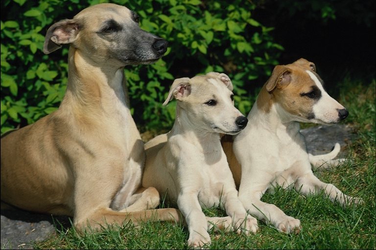 complete family