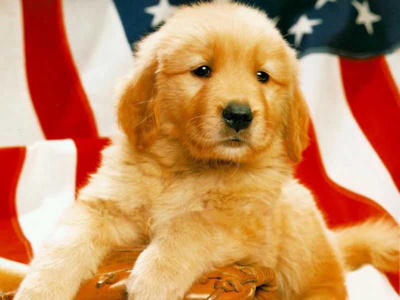 Puppy on the background of the American flag