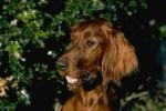 dog1.jpg