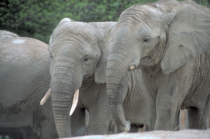 Family of elephants