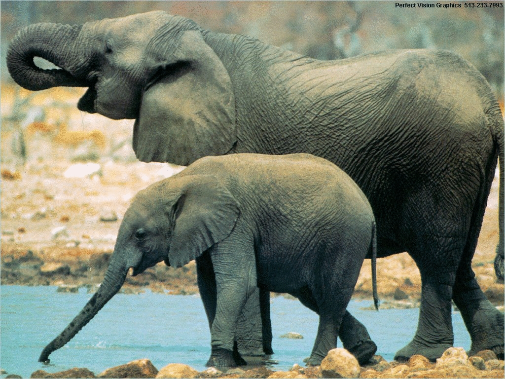 elephant with her baby at the watering