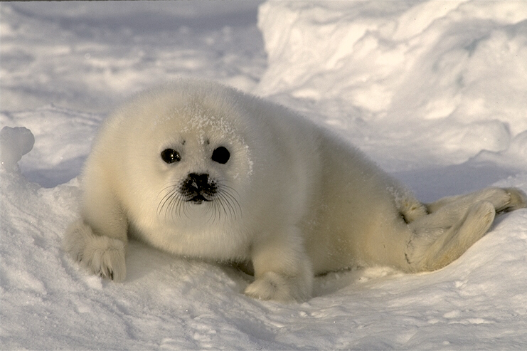 fur seal lying in the snow