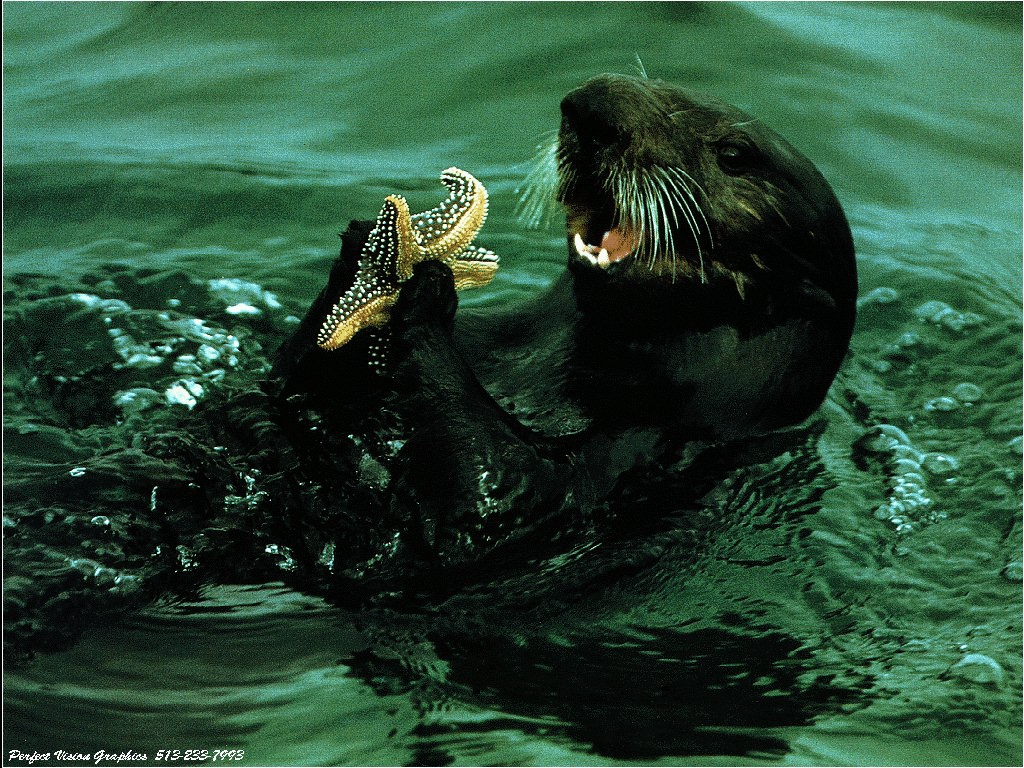 Seal caught a starfish