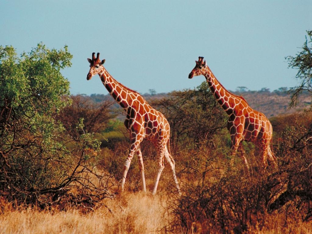 Two giraffes in the savanna