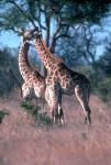 Love games of two giraffes