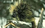 overgrown hedgehog sits on a snow-covered tree