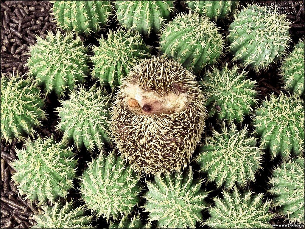 hedgehog among the cactus
