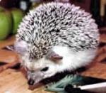 hedgehog runs the table