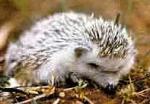 hedgehog runs in search of food