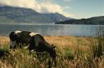 A cow grazing on the shore of the reservoir rock