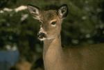 The picture of female deer