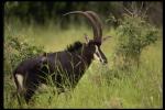 Cloven-footed with prominent curved horns