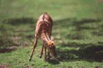 Fawn eating grass