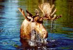 Photo floating horned elk