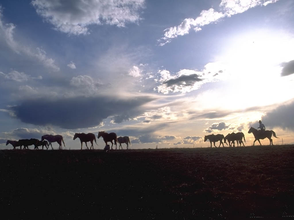 pasture of the horses in the steppe