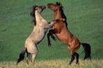 playing the horses in the steppe